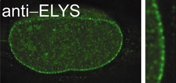 Microscopic photo of anti-ELYS