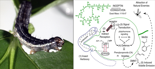 Caterpillar with molecular diagram