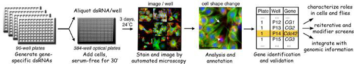 Process of cellular remodeling