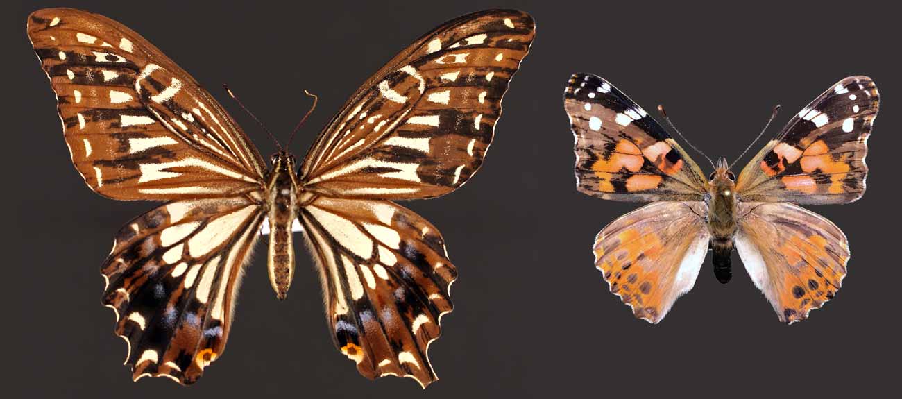 research image from perry lab of butterlies