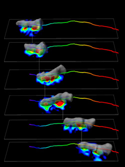 Firtel Figure 3