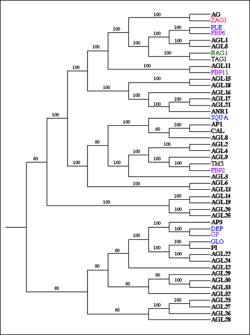 Phylogenetic Analysis of MADS-box genes