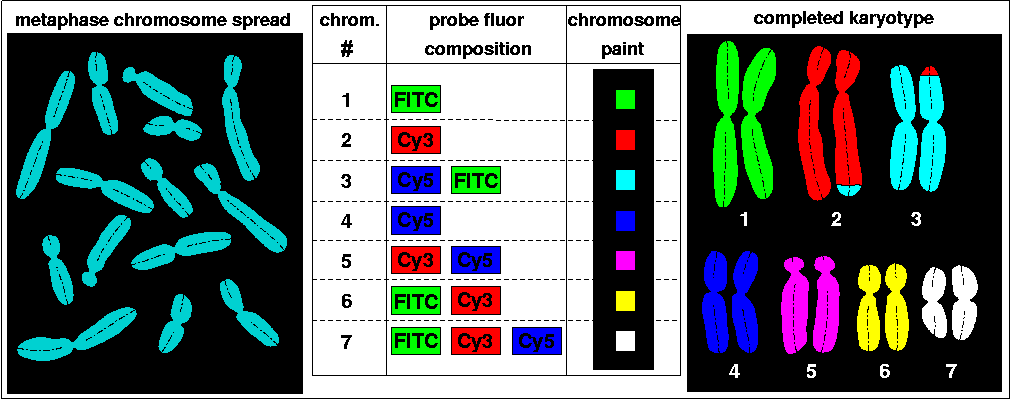 chromosomes in animal cell. A metaphase chromosome spread