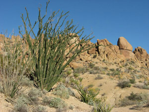 Photo of desert landscape