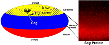 Graphic describing the Sog Protein