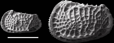 Two side-by-side close up images of deep-sea ostracode Poseidonamicus