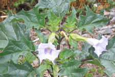 Closeup of light lavender jimsonweed