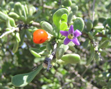 Closeup photo of fruit and flower of wolfberry, a member of the Solanaceae family.