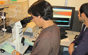 Octavio Mondragon and Tal Danino research the blinking genetic clocks in the lab.