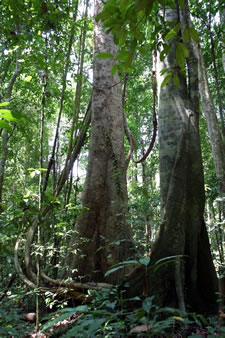 Dipterocarp trees near the Pasoh forest reserve in peninsular Malaysia.