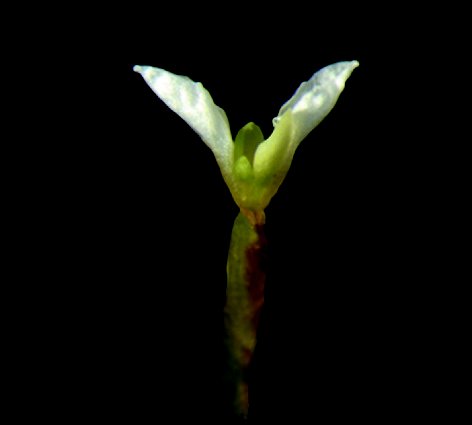 Smaller Arabidopsis plant