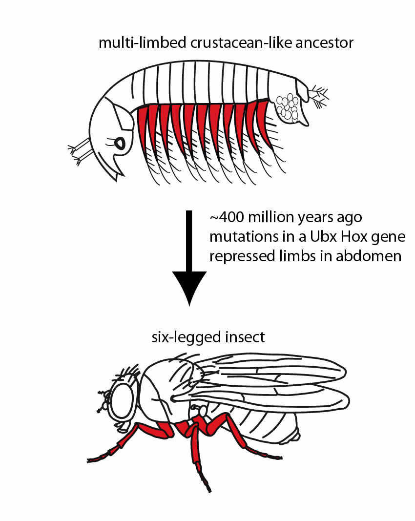 Graphic of Artemia