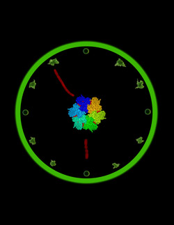bacteria in the shape of a clock