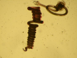 Parasites under a microscope