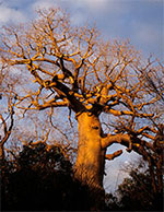 Baobab Tree in Madagascar