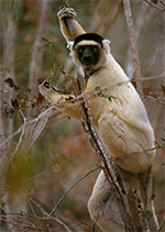 Sifaka Lemur in Madagascar