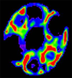 Thermal imaging of colored guard cells surround a stomatal pore.