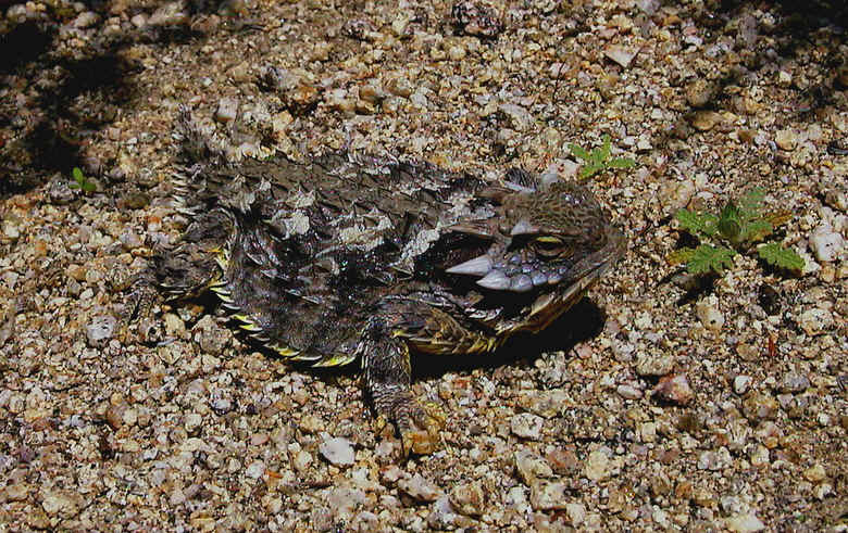 Dark grey, black and yellow-tipped coastal horned lizard
