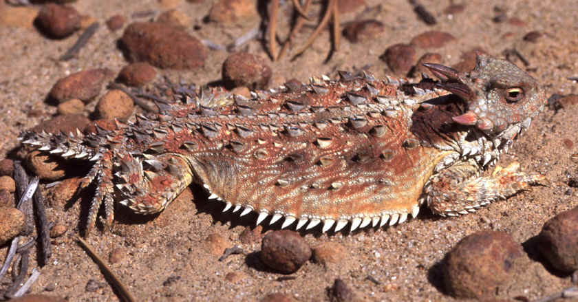 Close-up photo of  brown and red coastal horned lizard