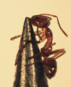 Close-up photo of Argentine ant latching onto a pencil tip