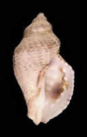 a conch shell