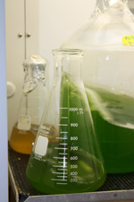 Green algae in flask from the front