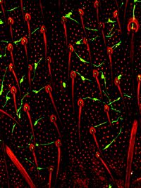Green neurons at base of red sensory bristles on the thorax of fruit fly