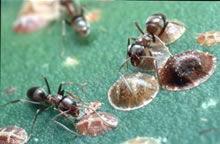 Close-up photo of Argentine ants