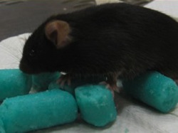 Photo of mouse eating food pellets