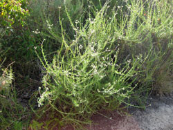 Photo of California buckwheat