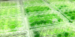 Photo of a table covered with trays filled with test tubes of algae