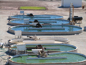 Photo of algae ponds: Race-tracks of water with paddles forcing water to flow