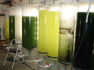 Photo of Large translucent cylinders filled with water, in which algae grow