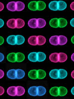 Microscopic colored photo of pod-2 mutant embryo