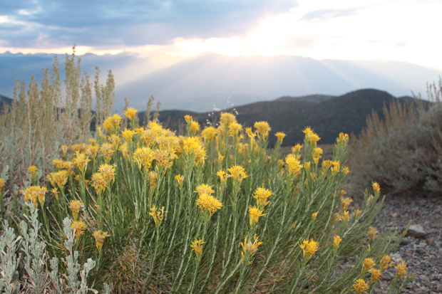 Rabbitbrush flowers in the White Mountains of California. 