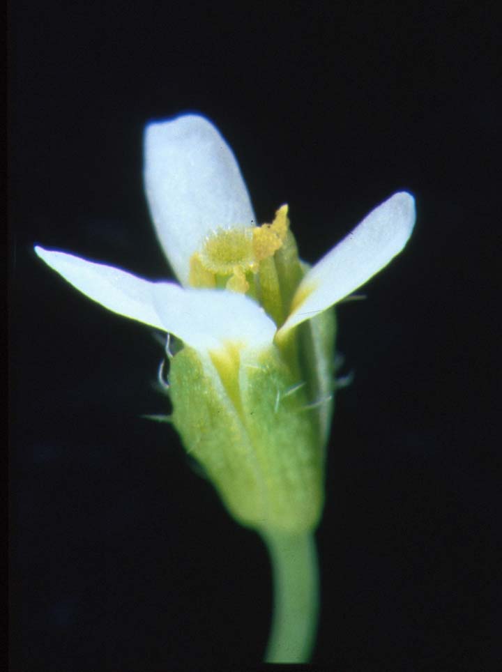 Double Arabidopsis flower