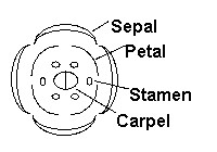 Diagram of flower rings