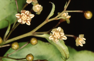 Photo of Amborella Flowers