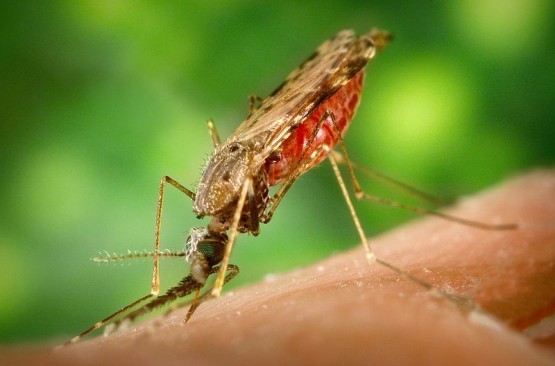 Mosquitoes from the genus Anopheles transmit the protozoan that causes malaria