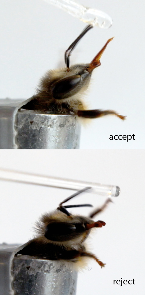 Bee accepting/rejecting sugar water