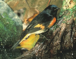 American redstart sitting on a tree root
