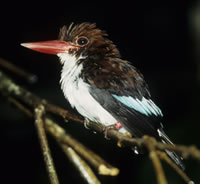 Chocolate-backed kingfisher