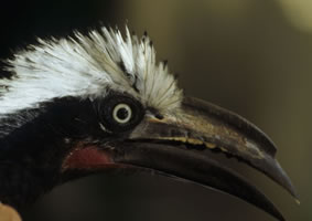 Closeup of a white-crested hornbill