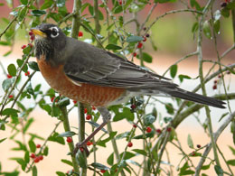 Photo of robin in Holly tree