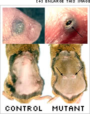Side-by-side images comparing a wound healing correctly and incorrectly, as well as a mouse with and without the c-Jun protein