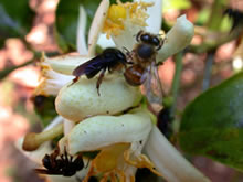 Aggressive stingless bee attacking an Africanized honeybee (a 