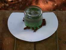 'Victim' stingless bees feeding