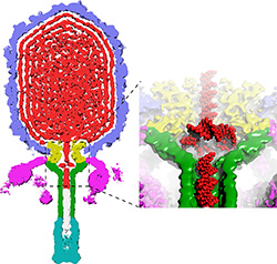 A donut-shaped twist, or toroid, of DNA (shown in red) wedges the viral genome tightly within the protein envelope of the bacteriophage. A zoomed-in view of toroid wedging the viral genome is shown to the right of the DNA. 