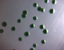 Green ball colonies of cyanobacteria