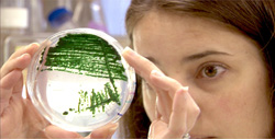 Researcher looking at a petrie dish with green bacteria